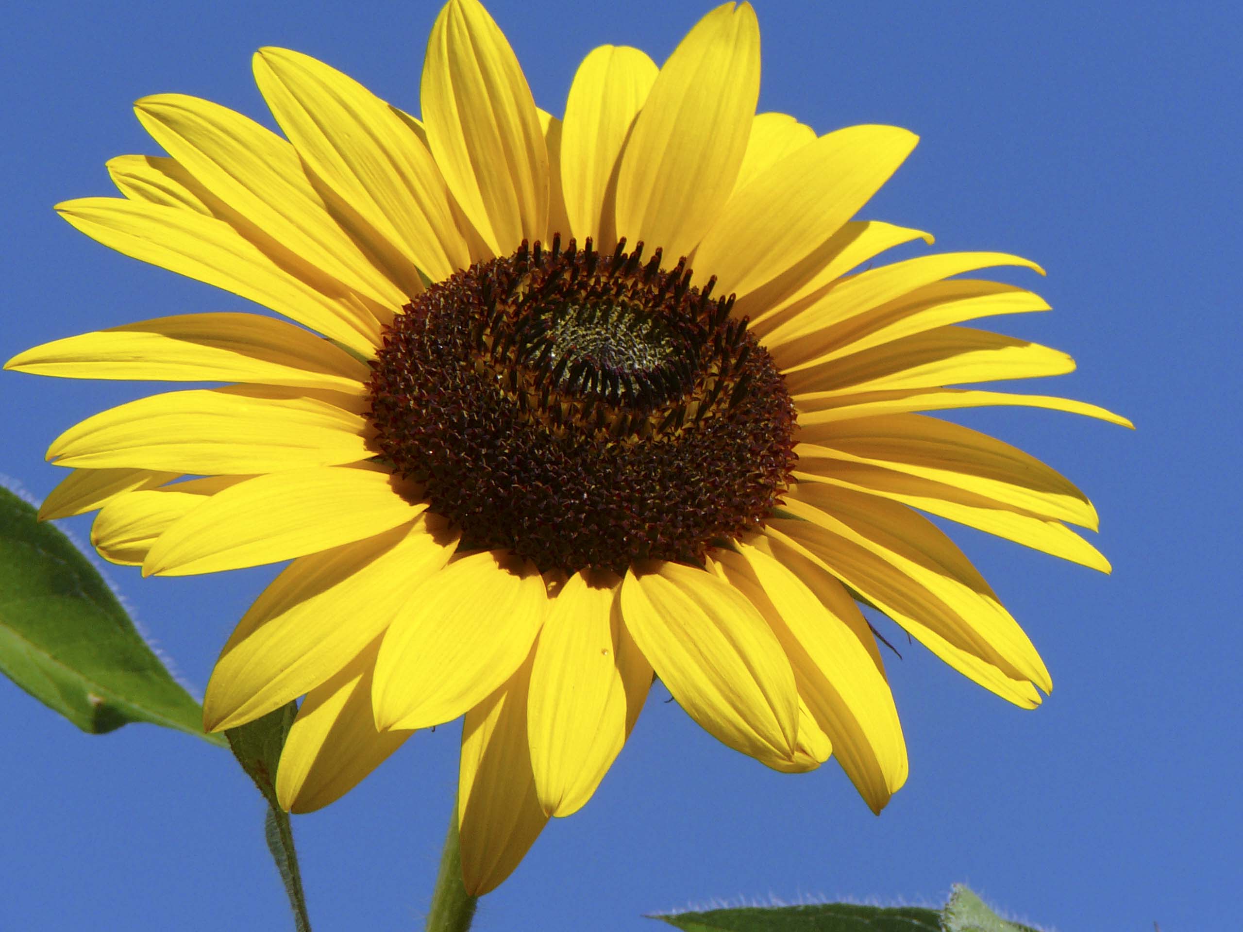 Ischia Blume