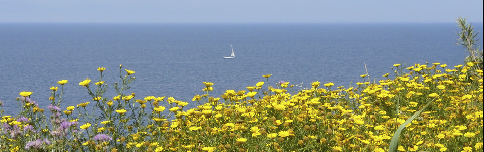 Ischia. Blumenwiesen
