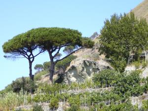 Ischia. Wanderwege