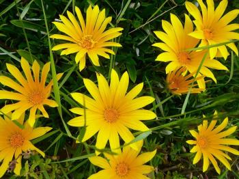Ischia. Blume