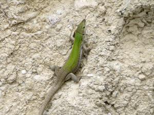 Ischia. Eidechse auf der Wanderweg