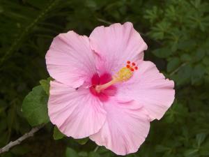 Ischia. Hibiscus