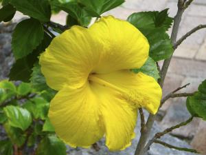 Ischia. Hibiscus