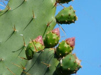 Ischia. Kacktusblüte